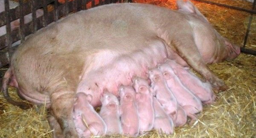 Porod prasete a nuance prvního porodu